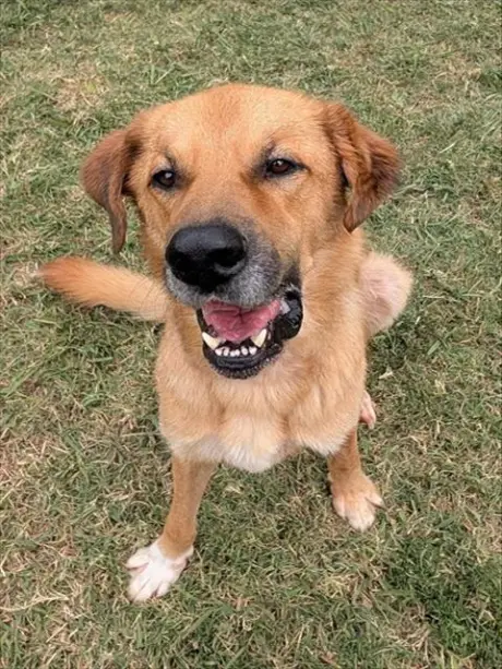 MILO