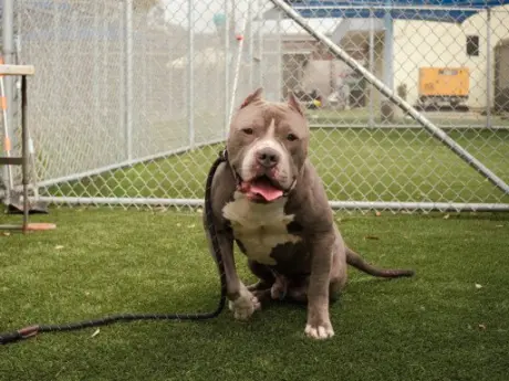 ZEUS