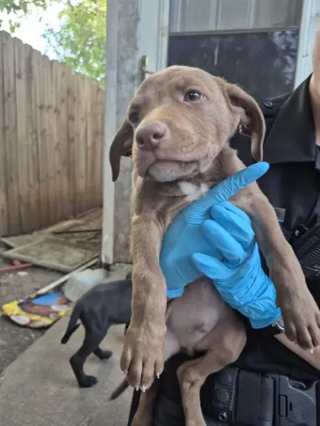 PUPPY 6