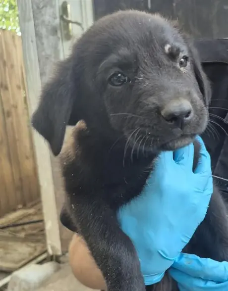 PUPPY 5