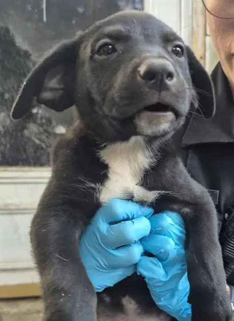 PUPPY 4