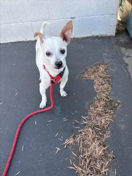 KIKI
