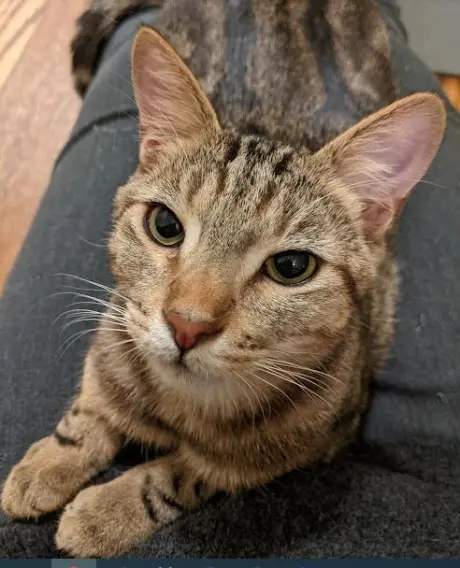Poseidon (bonded w/ Calypso)