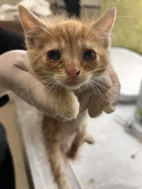 CANELO