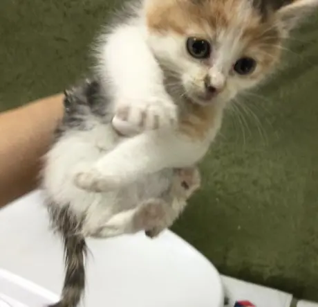 FIDGET