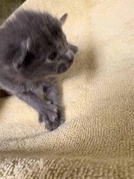 ANGEL