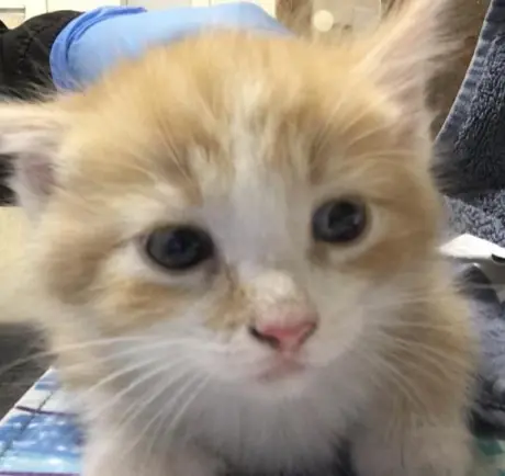 LEO