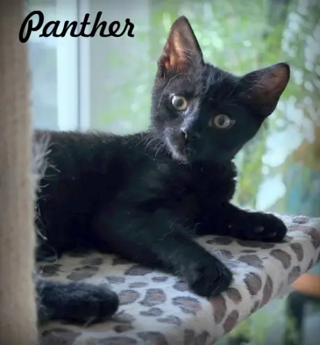 Panther