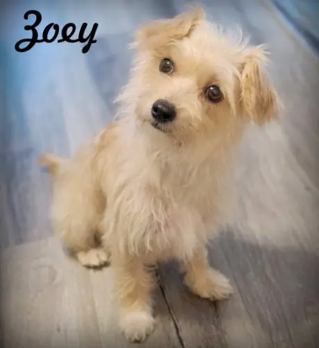 Zoey