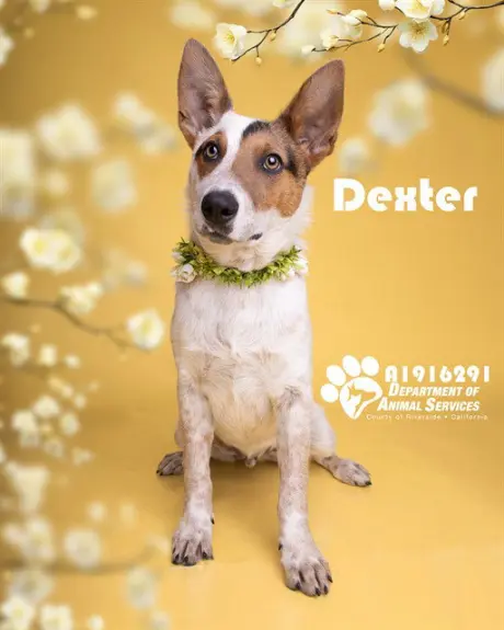 DEXTER