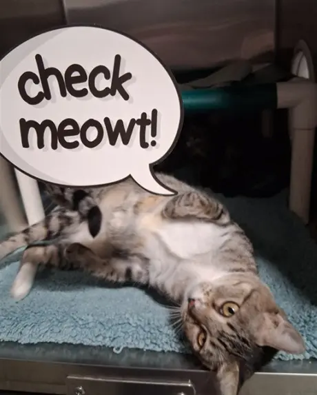 *TIKA
