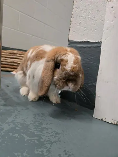 PIERRE