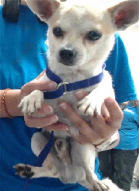 PEANUT