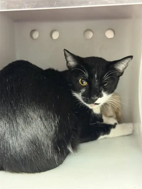 OREO