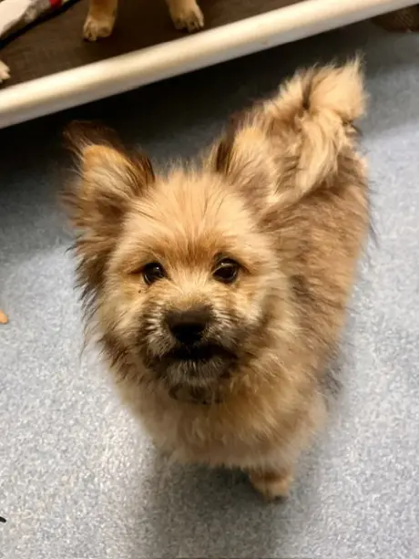 Coco