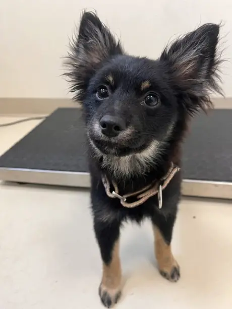 Gigi