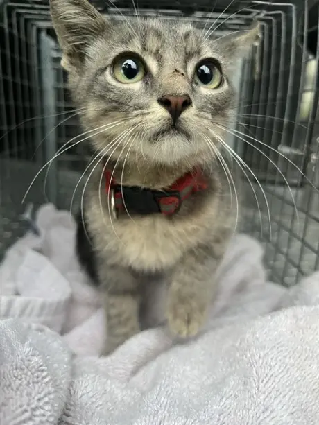 OLIVER