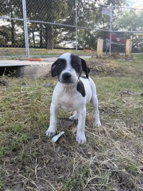 DAISY