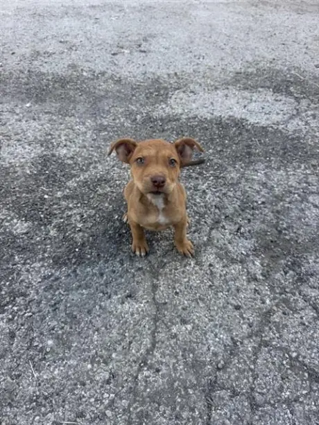 WINNIE