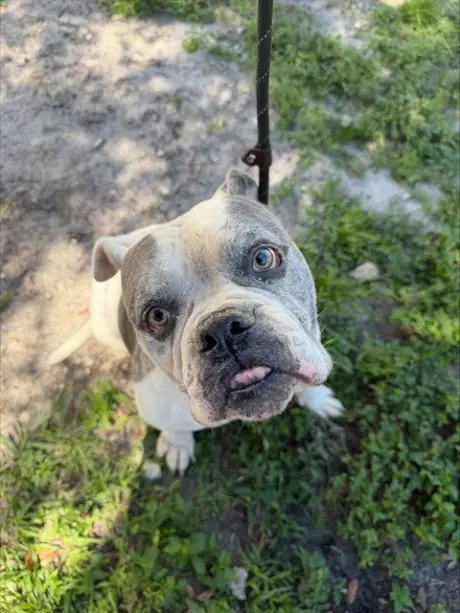 *MEATBALL