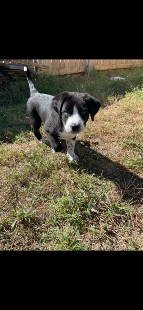 Ranger