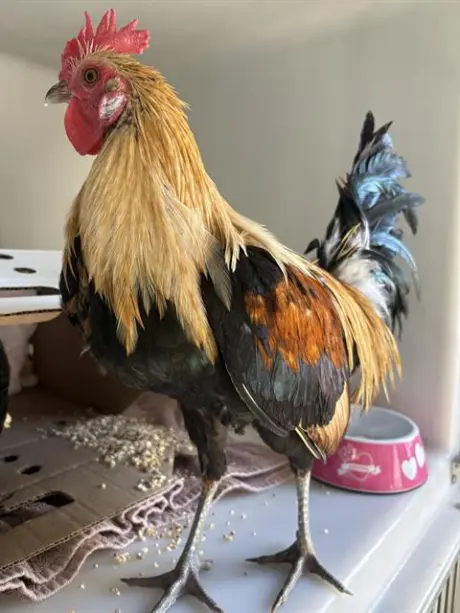 NAPOLEON*