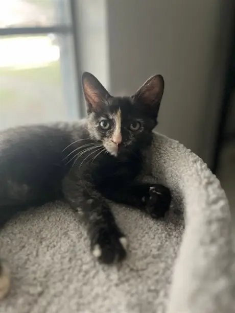 PRISSY