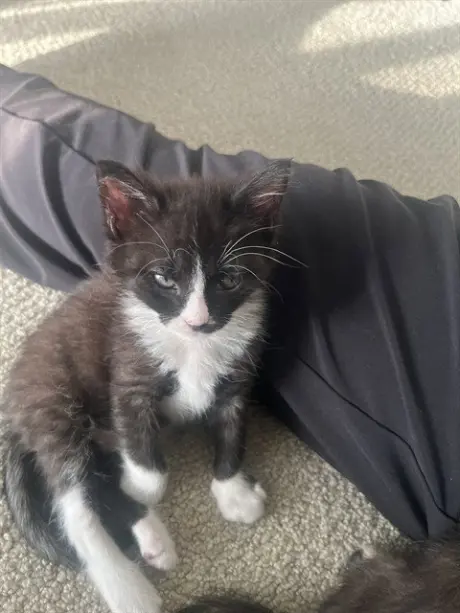 MOWGLI