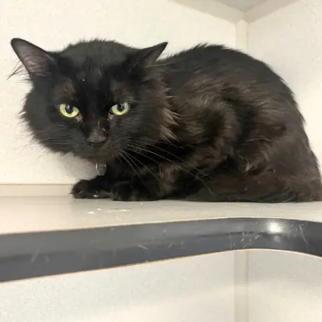 THACKERY BINX