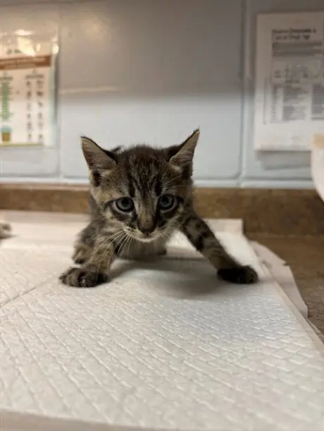 MEWLONG