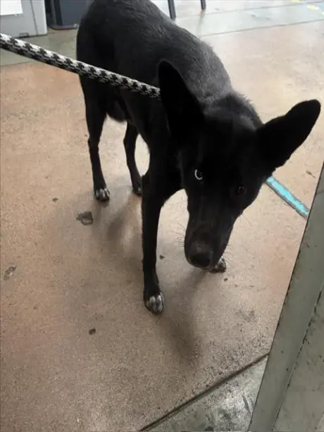 CHIQUITA