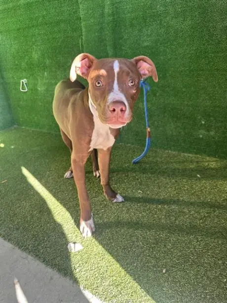 COCO