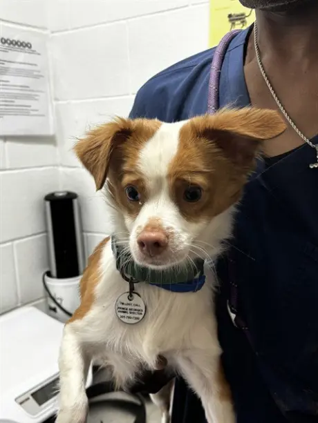 JOVI
