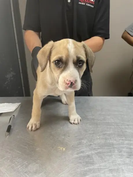 SPOTTIE
