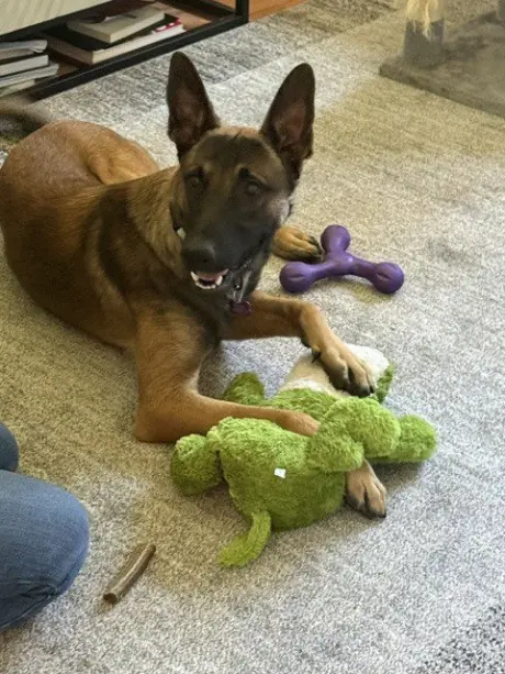 Rambo located in California