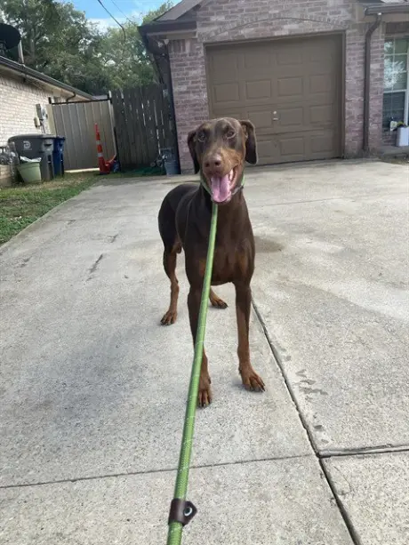 GIGI
