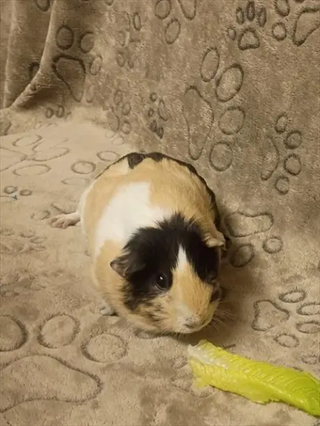 BAGUETTE