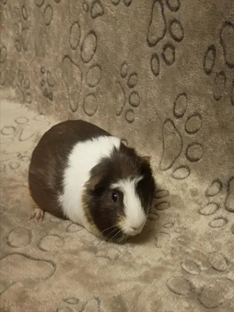PRINCE