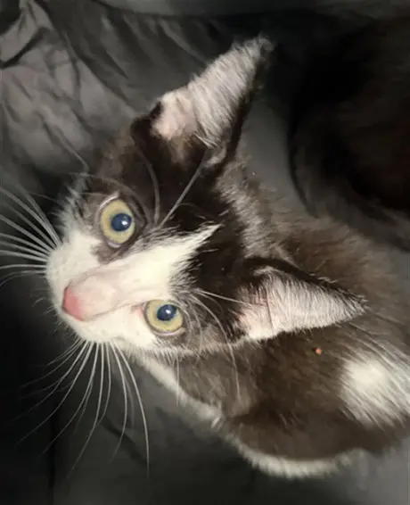 DOMINO