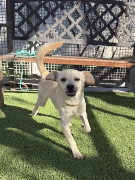 CHICO