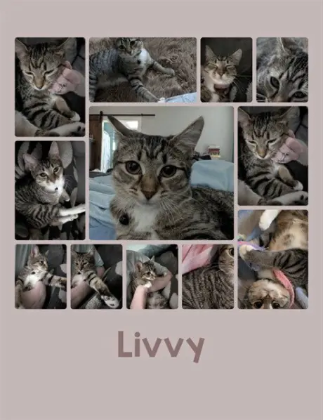 LIVVY