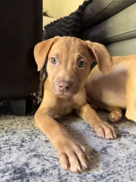 **JASPER**