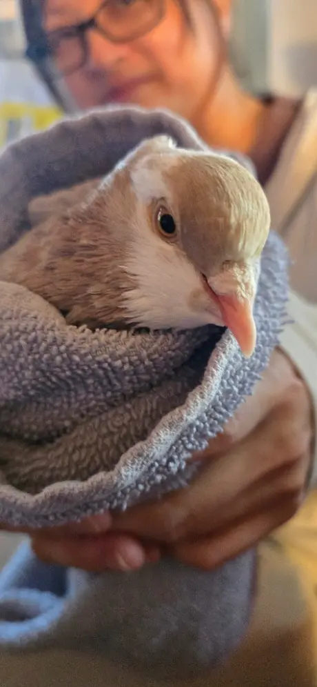 Pip