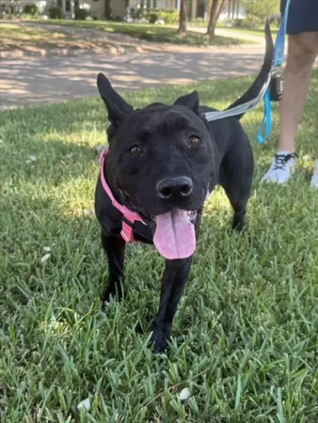 KIKI