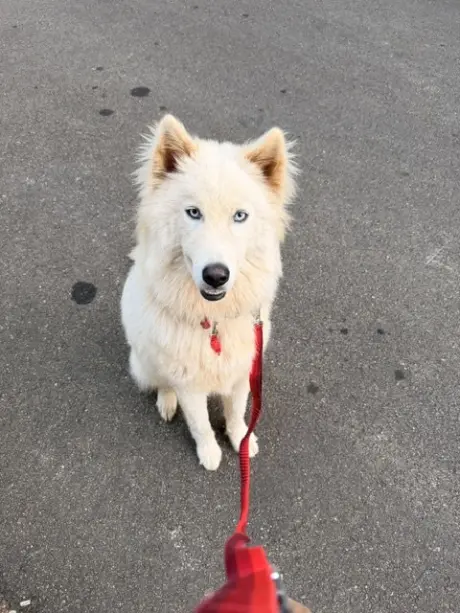 Yuki