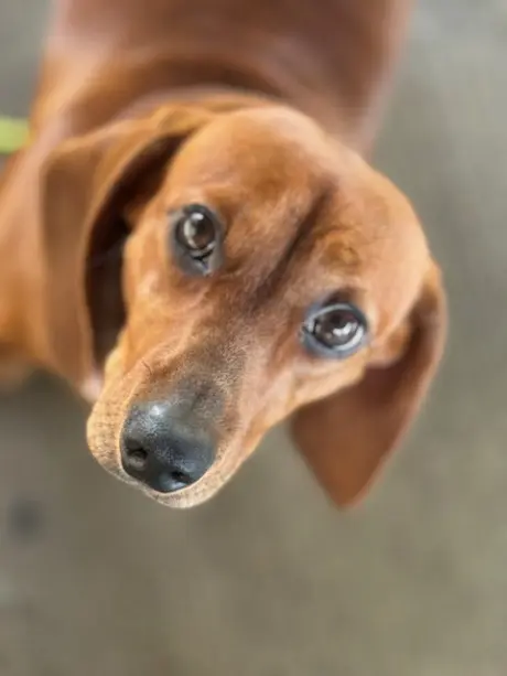 Penny