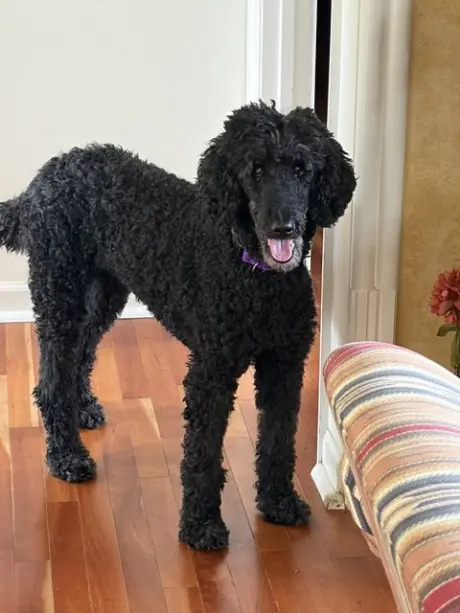 Maggie