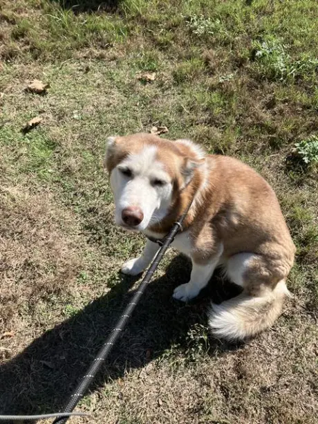 CINNAMON
