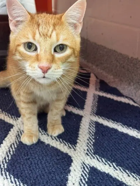 BUDDY