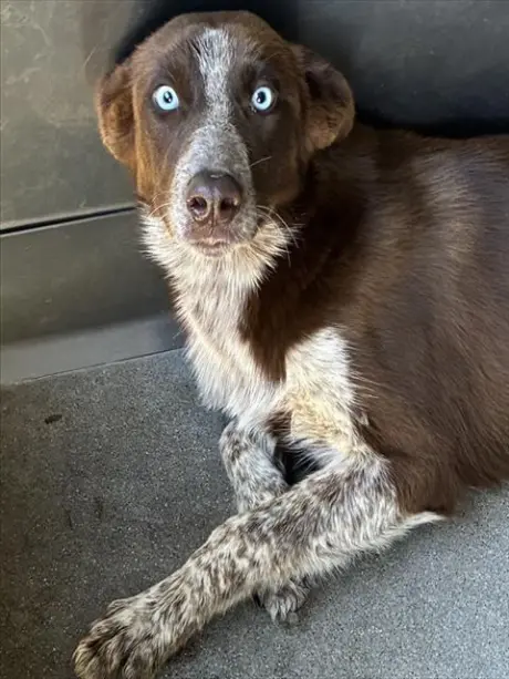 SCHOTZIE